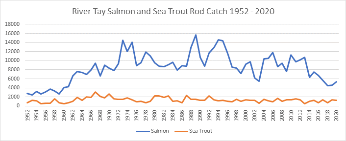 River Tay Salmon Rod Catches River Tay Salmon Catches